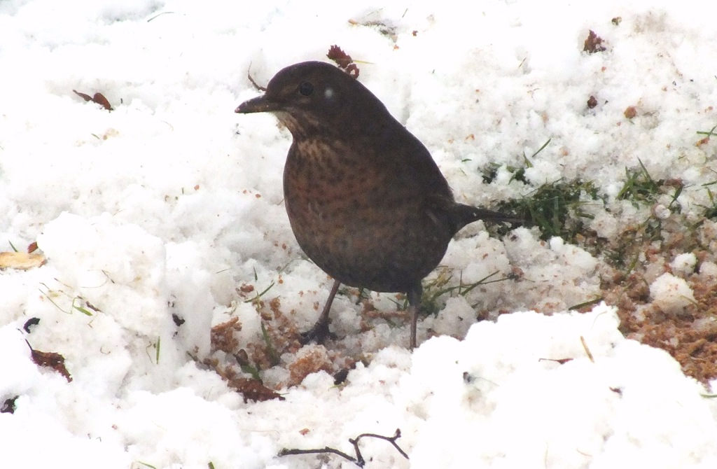 [blackbird%2520female%255B3%255D.jpg]