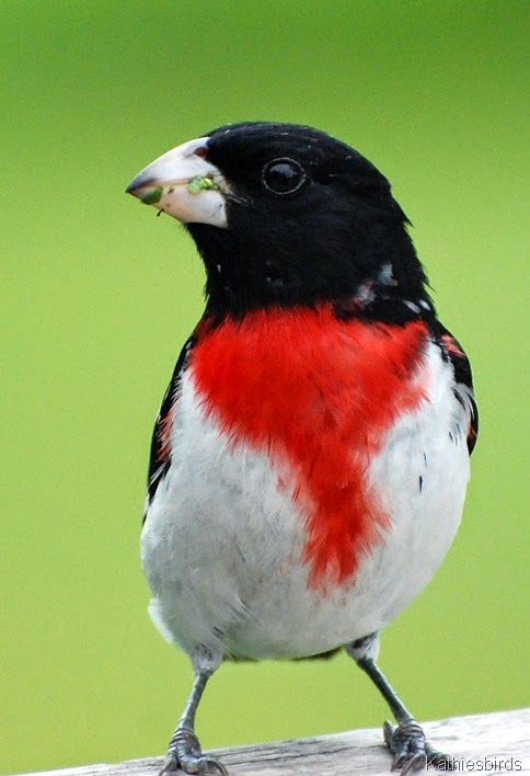DSC_0103 Rose-breasted grosbeak-kab DSC_0103 Rose-breasted grosbeak-kab