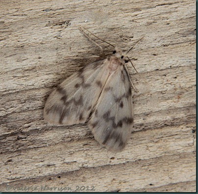 Muslin-footman (2) Muslin-footman (2)