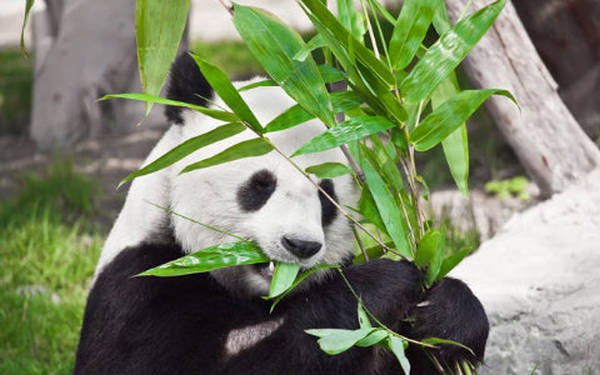 7- Pandas 7- Pandas