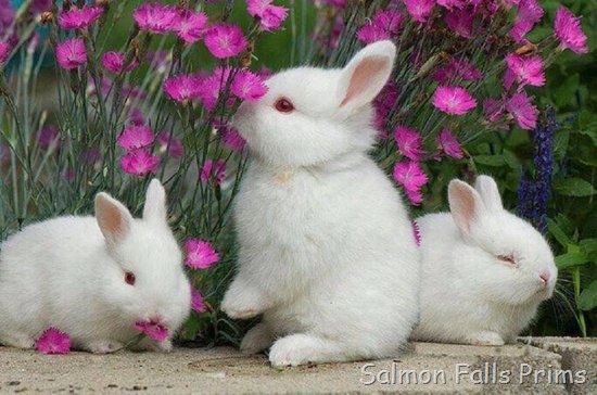 [bunnies-and-flowers3.jpg]