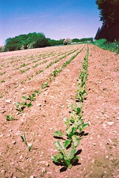 Summer-Fields-11---XPRO
