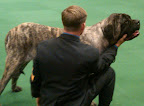 Mastiff gets stacked