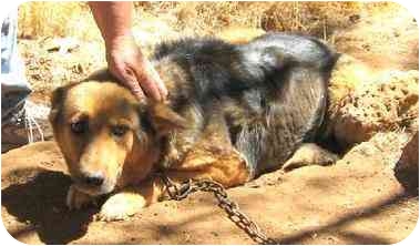 Thankfully Blondie here (Burney, California) is no longer living on a chain -- where she was discovered and rescued along with 20 other chained dogs, all living outdoors with little or no protection from the weather. Blondie is ready to leave her unfortunate past behind. She is eager to receive the love she so deserves! Thankfully Blondie here (Burney, California) is no longer living on a chain -- where she was discovered and rescued along with 20 other chained dogs, all living outdoors with little or no protection from the weather. Blondie is ready to leave her unfortunate past behind. She is eager to receive the love she so deserves!