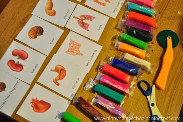 Internal Organs of the Body