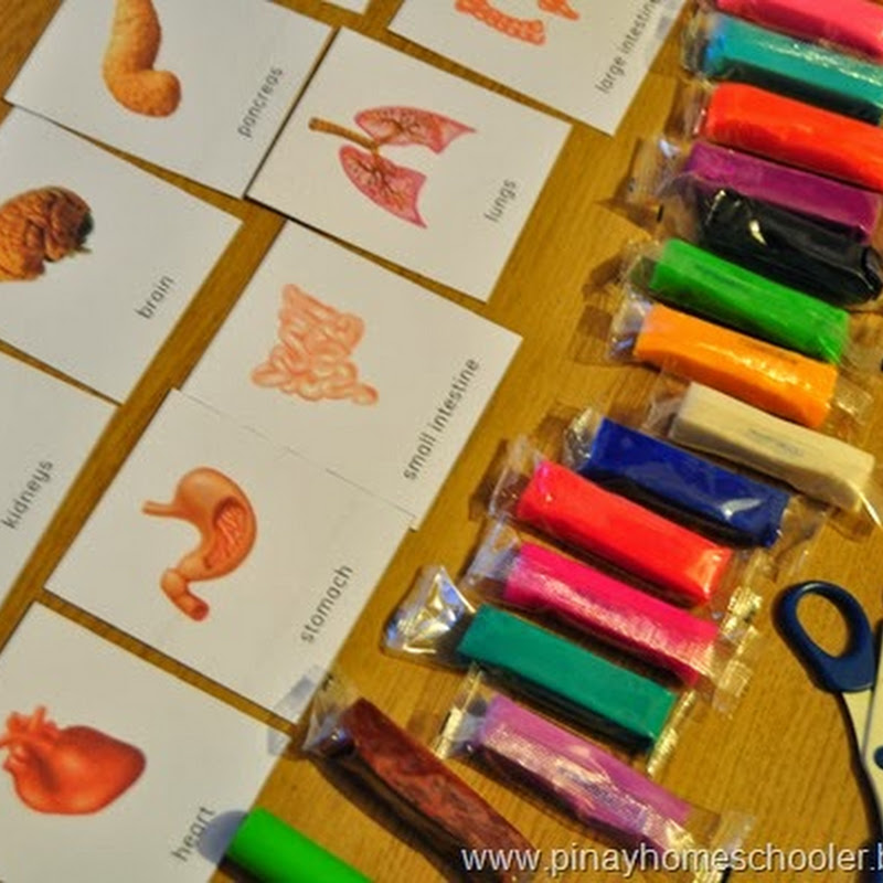 internal organs or inner parts of the body for kindergarten