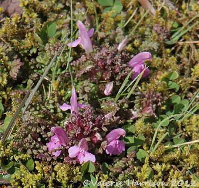 [2-lousewort%255B2%255D.jpg]