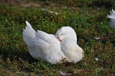 DSC_2000.JPG