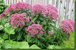 Eupatorium purpureum