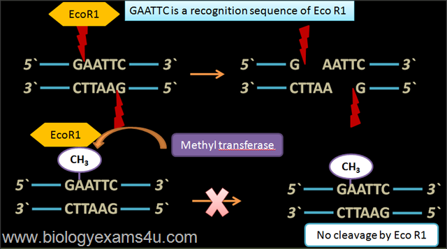 [MethyltransferaseinrDNAtechnology14.png]
