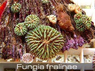Fungia%2520fralinae.jpg