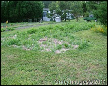 5th wildflower meadow (3)