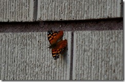 monarch