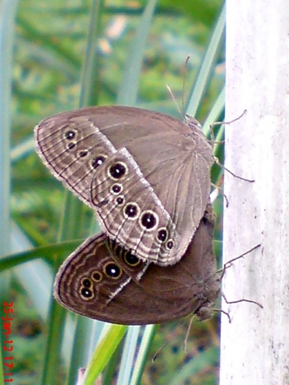 kupu-kupu Mycalesis perseus kawin_4