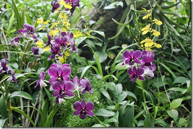 phipps7 phipps7
