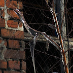 IMGP7117.jpg IMGP7117.jpg