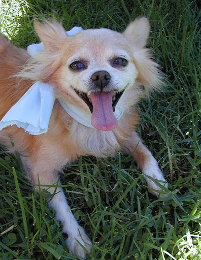 The legendary Miss Pickles is surely watching over the Glue Squad and sending good vibes to loyal DWaggers.