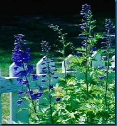 delphinium-1