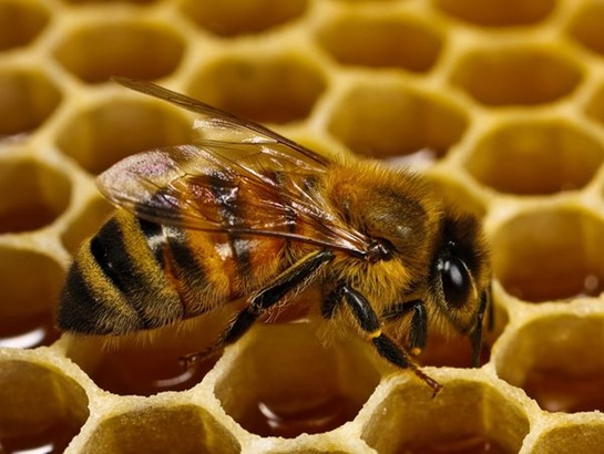 honeybee-honeycomb-macro