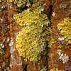 dsc07090.jpg