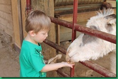 MJ feeding goat