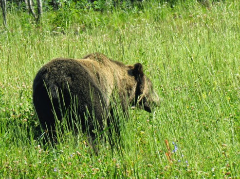 BrownBearontheRoadside-7-2014-07-26-21-11.jpg