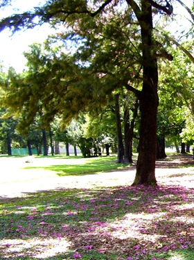 Bosque de Palermo