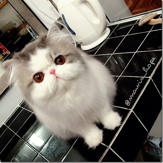 hope-cat-instagram-10