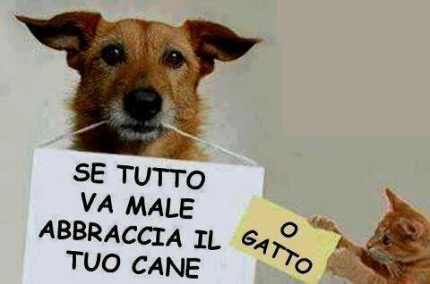 Risultati immagini per gatti simpatici