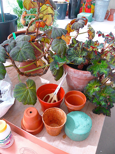And here we have the bits; pots, oasis, or floral foam, shears for cutting, potting mix, rooting hormone, and, of course, the plants all on a wide, flat work surface.