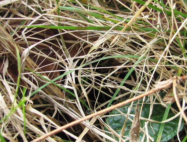 [20120225%2520Metre%2520grass%2520b%255B6%255D.jpg]