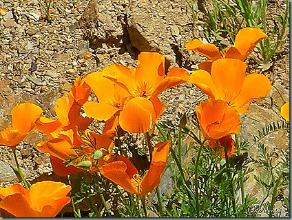 P1020661 P1020661