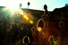 The-Teasles-4