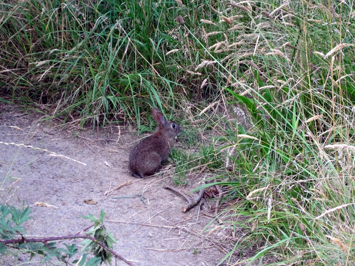 cute little rabbit at Ecola State Park