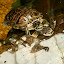 Red-Eared Terrapins: They can be found in still or slow flowing water, and are active during the day basking in the sun, often by resting on floating objects.
