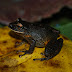 Rana De Muslos Naranja - Photo (c) 118045436407732272621, all rights reserved
