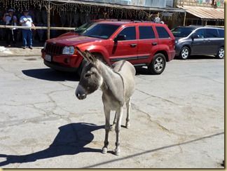 2012-09-27 -2- AZ, Oatman -067