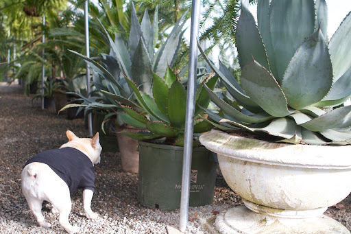 Look at the many varieties of agave we have here in the tropical greenhouse.  Tomorrow, let's visit Ryan in the main greenhouse because he told me he was going to repot some of the smaller agaves he keeps there.