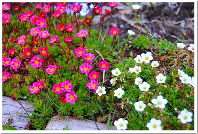 27-31 Maj 2012 086