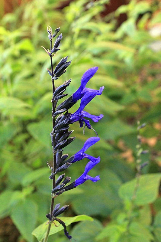 [Salvia-guaranitica-Black-and-Blue_02%255B2%255D.jpg]