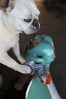 And, of course, the throttle!