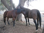 While many of the horses at NorCal Rescue are up for adoption, one generous donor decided it was best for Phoenix to stay put and live out his life with his new best friend -- so he is putting up the $2,000 needed per year for Phoenix's care.