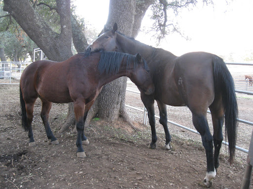 While many of the horses at NorCal Rescue are up for adoption, one generous donor decided it was best for Phoenix to stay put and live out his life with his new best friend -- so he is putting up the $2,000 needed per year for Phoenix's care.