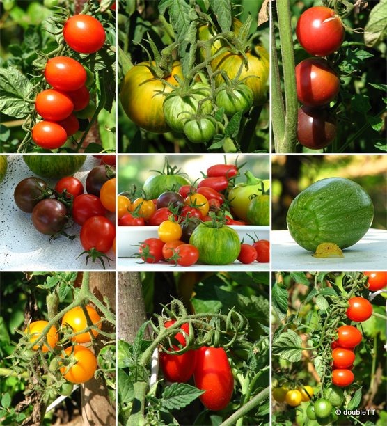 [my%2520little%2520garden-collage-1%255B5%255D.jpg]