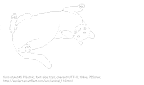 [AA]Cat (Animal)