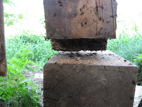 Although this post appeared to be intact at first glance, it was full of carpenter ants.