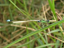 capung jarum/Damselfly_Ischnura senegalensis (male/jantan) - Common Bluetail -  Marsh Bluetail - Ubiquitous Bluetail -  African Bluetail -  Senegal Golden Dartlet_1