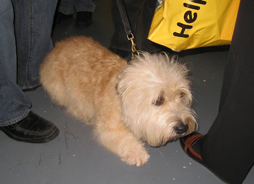 Glen of Imaal Terrier. They're as cute as can be!