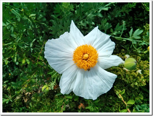 Poppy love