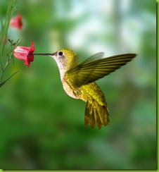 colibri-de-oro